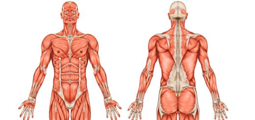Review Of Human Anatomy & Physiology Course By Dr. James Ross